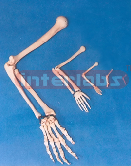 ADULT ARM BONE